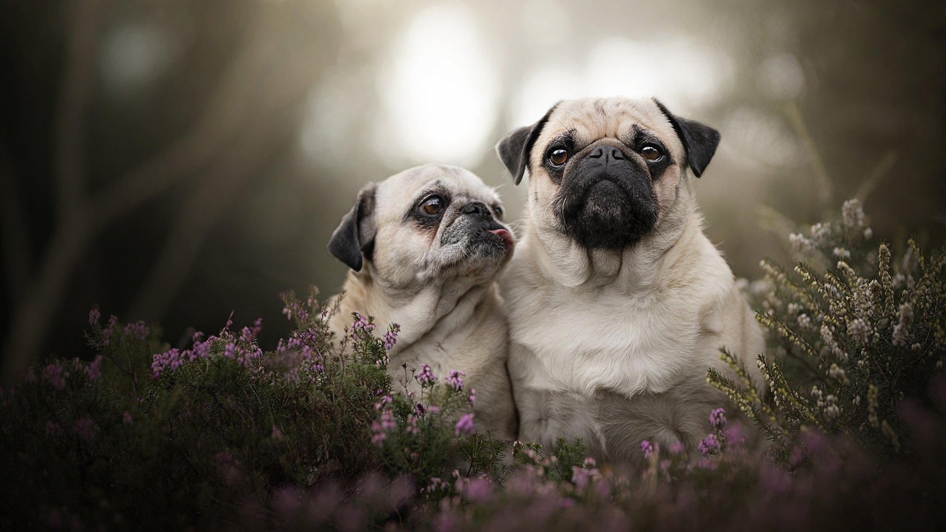 开云体育app网页版安全-《电竞公益赛:用比赛传递正能量》,电竞 公益