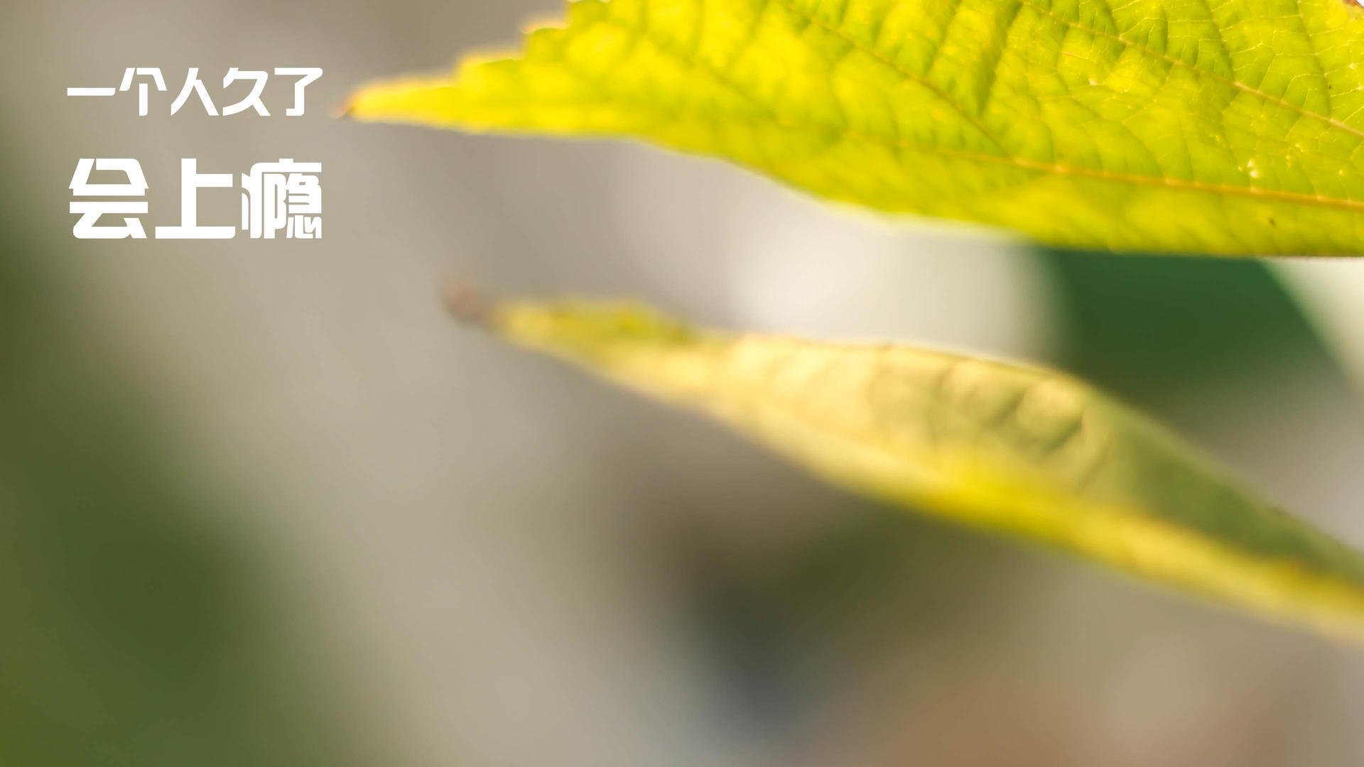 KAIYUN 中国大陆-体育科技企业携手高校推动青少年篮球智能化培训，ybdl青少年篮球培训