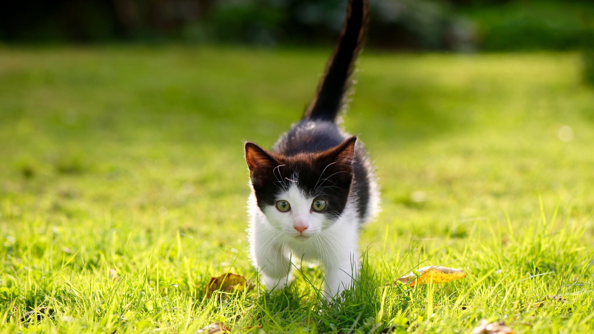 开云真人-国际知名篮球训练体系引入中国,提升青少年培训水平,中国青少年篮球培训品牌排行