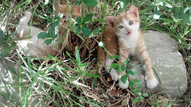 开云入口-大型城市场景跑，运动融入都市生活，城市跑步活动