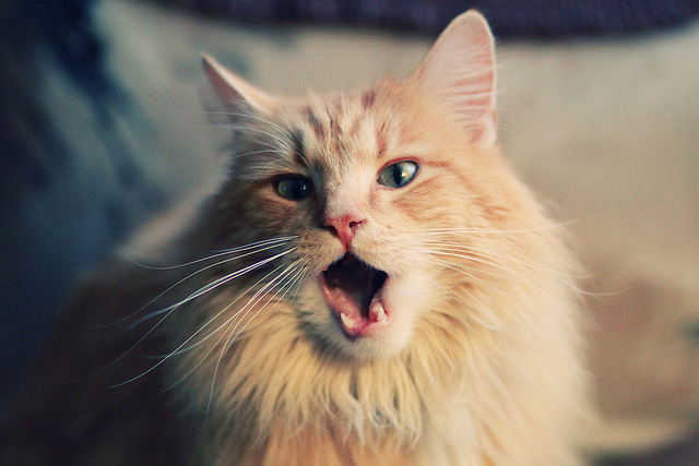 开云全站-山地极速赛车赛，车轮滚滚的速度梦想，山地赛车下载